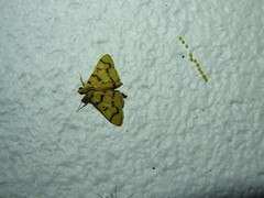 Dichocrocis erixantha