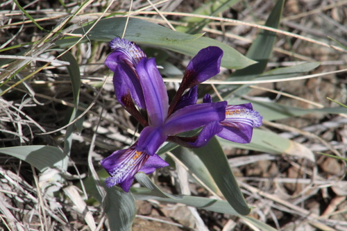 Iris glaucescens, photograph 5