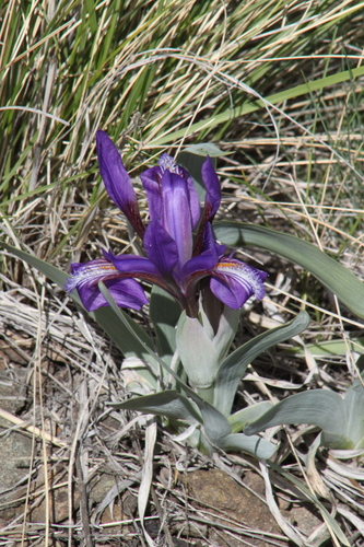 Iris glaucescens, photograph 4