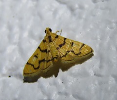 Dichocrocis erixantha