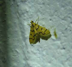 Dichocrocis erixantha