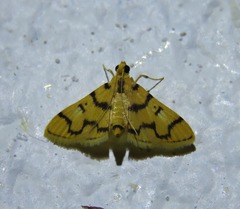 Dichocrocis erixantha