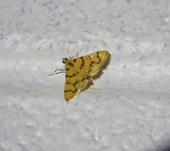 Dichocrocis erixantha