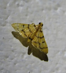 Dichocrocis erixantha