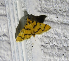 Dichocrocis erixantha