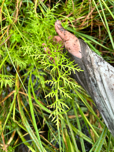 Ceratopteris thalictroides observed 2026-05-05