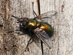 Gymnocheta viridis
