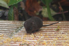 Melanomys caliginosus