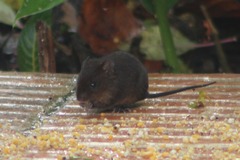 Melanomys caliginosus