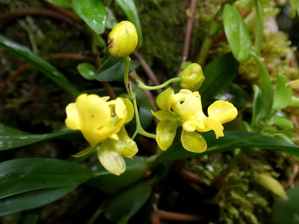 Oncidium cheirophorum