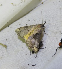 Dichromia quinqualis