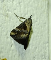 Dichromia quinqualis