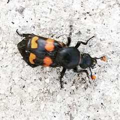 Nicrophorus carolina