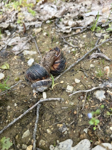 Turkish Snail
