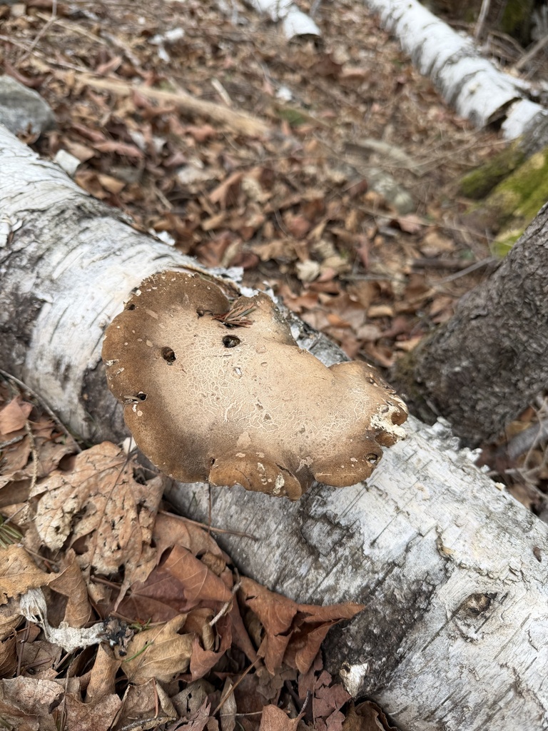 birch polypore · May 2026 · photo: Photo: no rights reserved · iNaturalist
