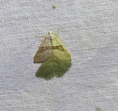 Dichromodes mesotoma