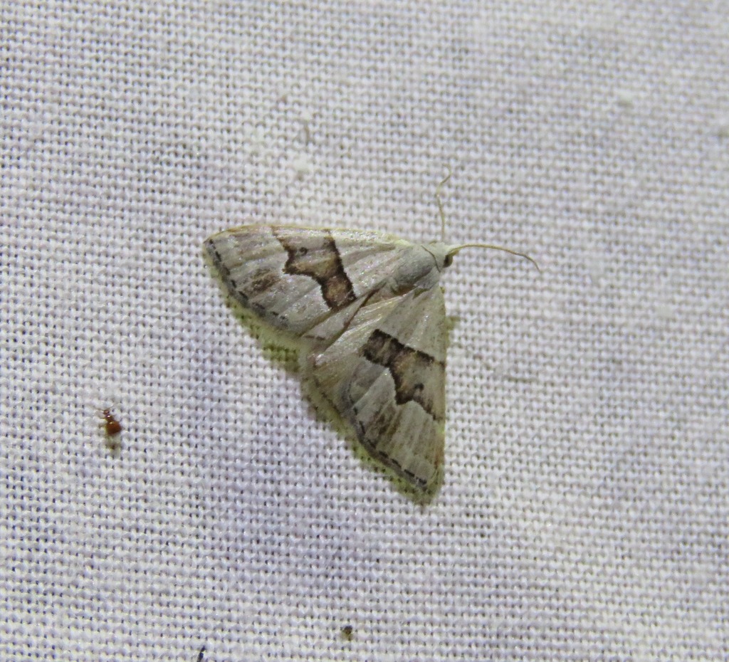 Dichromodes mesotoma