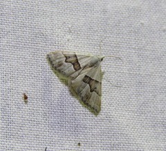 Dichromodes mesotoma