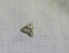 Dichromodes mesotoma