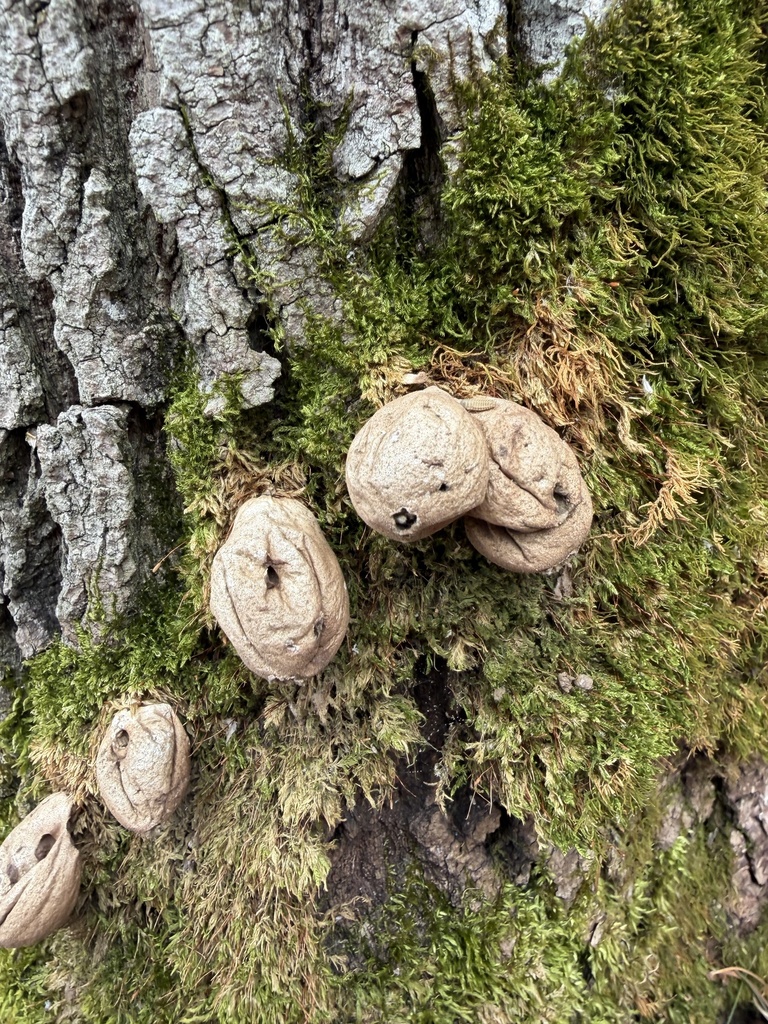 Pear-shaped Puffball · May 2026 · photo: Photo: no rights reserved · iNaturalist