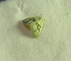 Dichromodes mesotoma
