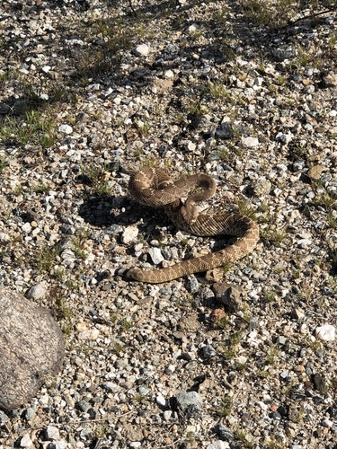 iNaturalist observation photo of Red Diamond Rattlesnake