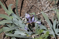 Iris glaucescens, photograph (c) Maxim Shashkov, some rights reserved (CC BY)