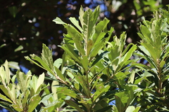 Brachylaena elliptica