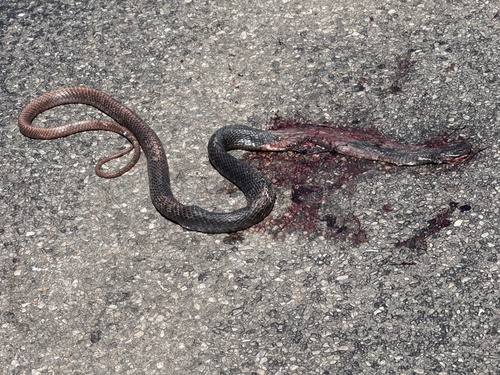 Common Coachwhip