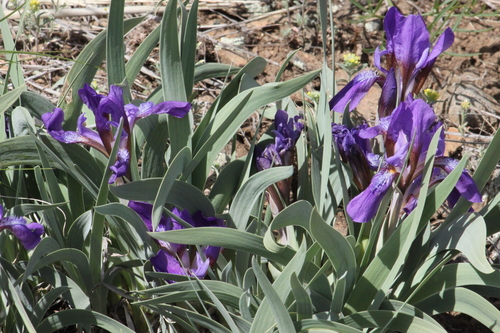 Iris glaucescens, photograph 2