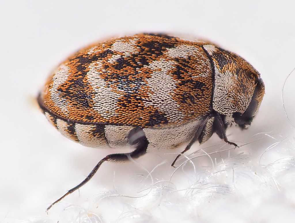 Varied carpet beetle (Anthrenus verbasci)