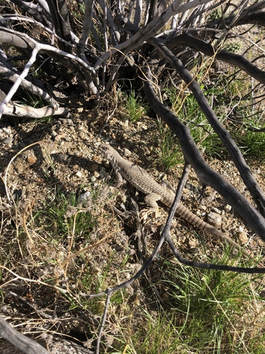 iNaturalist observation photo of Desert Iguana
