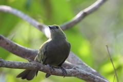 Thraupis palmarum