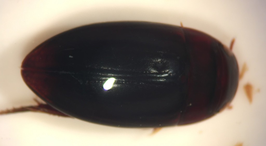Matus ovatus blatchleyi