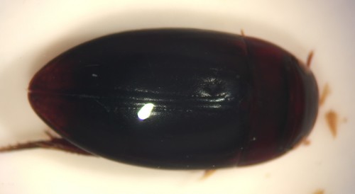Matus ovatus blatchleyi