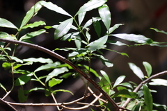 Gonioma kamassi, photograph (c) Tony Rebelo, some rights reserved (CC BY-SA)
