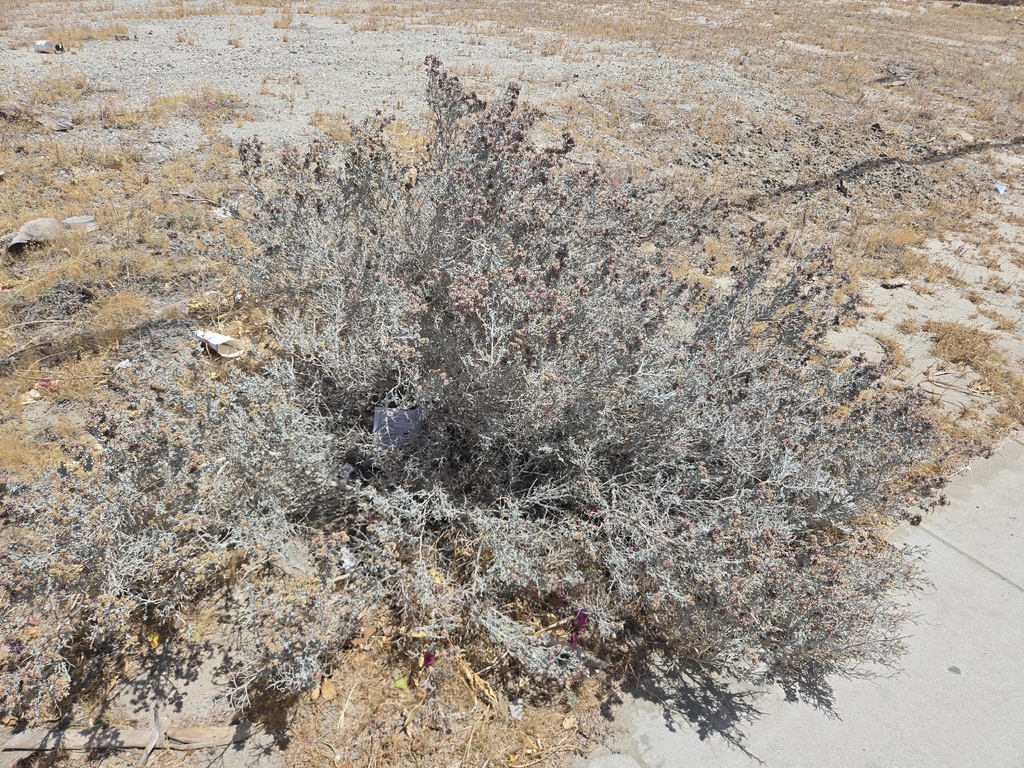 Psorothamnus emoryi; photograph (c) Nicole, some rights reserved (CC BY)
