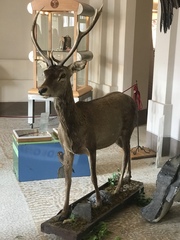 Cervus elaphus corsicanus