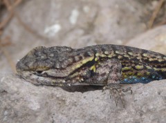Sceloporus anahuacus