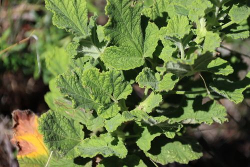 Pelargonium panduriforme, photograph 5