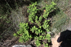 (c) Tony Rebelo, some rights reserved (CC BY-SA) Pelargonium panduriforme, photograph (c) Tony Rebelo, some rights reserved (CC BY-SA)