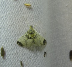 Didymostoma aurotinctalis