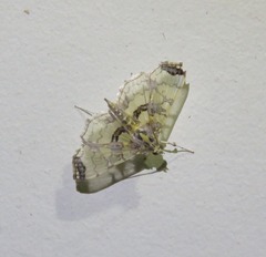 Didymostoma aurotinctalis