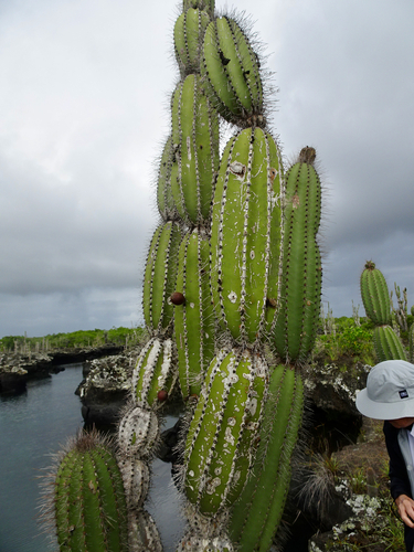 Jasminocereus thouarsii, photograph 5