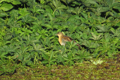 Hapalocrex flaviventer