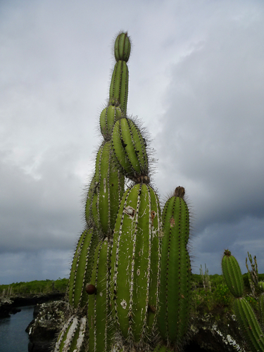 Jasminocereus thouarsii, photograph 6