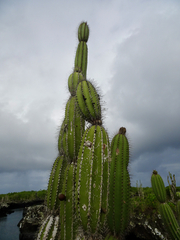 Jasminocereus thouarsii, photograph (c) Fabien Anthelme, some rights reserved (CC BY-SA)