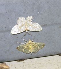 Didymostoma aurotinctalis