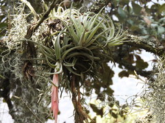 Tillandsia erubescens