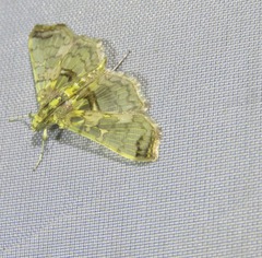 Didymostoma aurotinctalis